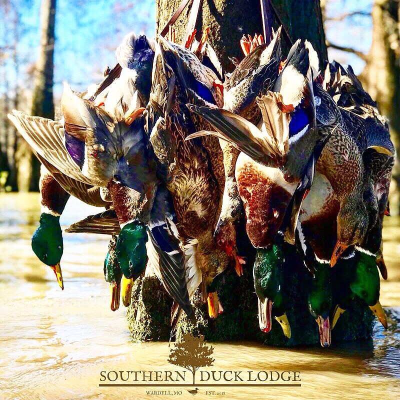 MISSOURI DUCK HUNT