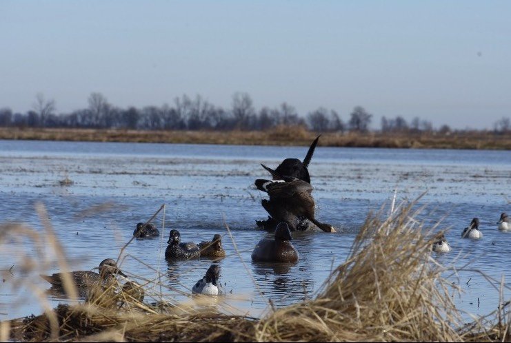 MISSOURI DUCK HUNTING