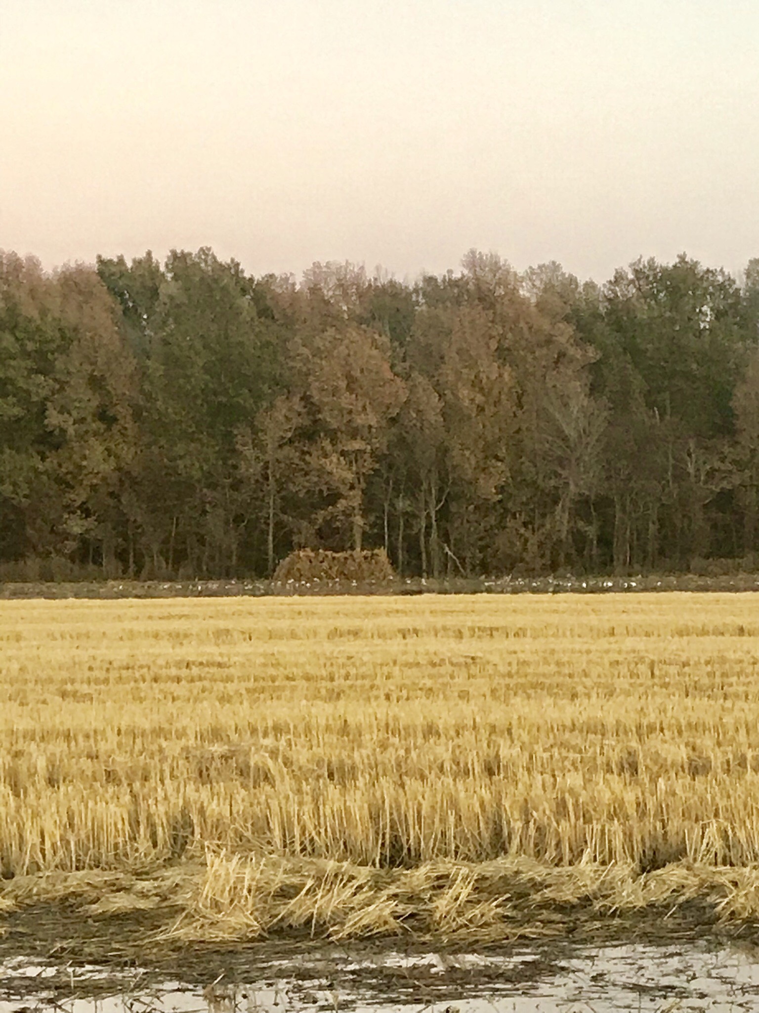 Missouri Duck Hunting Guided Hunts Pure Hen Southern Duck Lodge