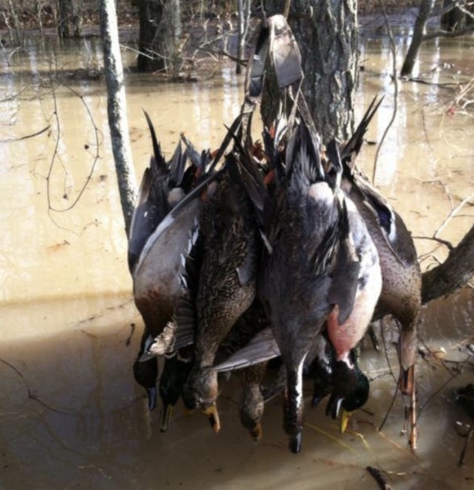 Missouri Duck Hunting Guided Hunts Pure Hen Southern Duck Lodge