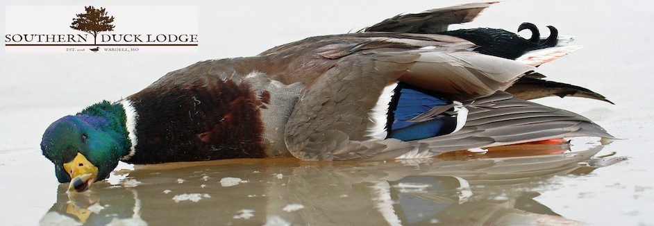 Missouri Duck Hunting