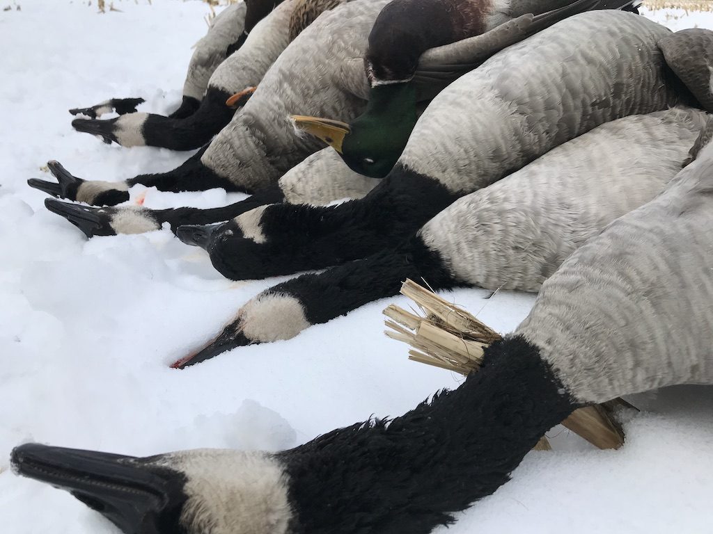 ONTARIO CANADA GOOSE HUNT