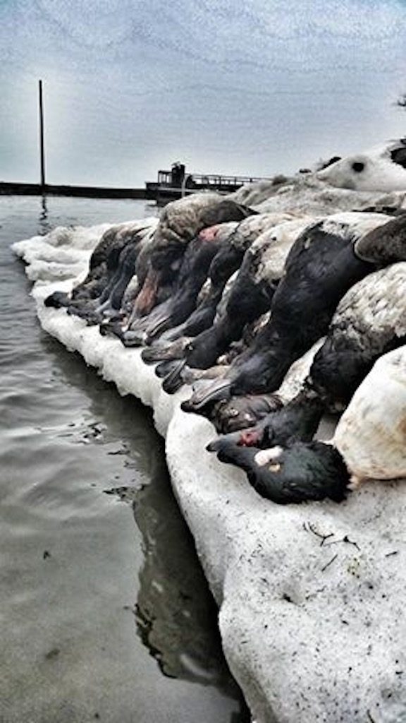 ONTARIO CANADA DUCK HUNT