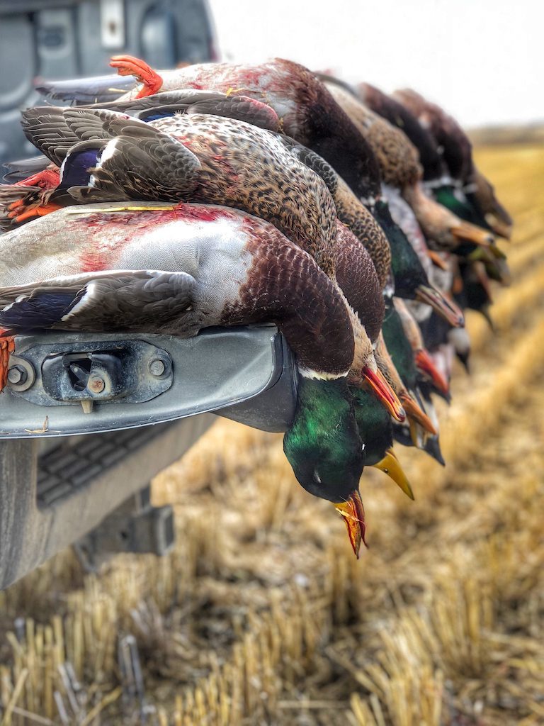 ONTARIO CANADA DUCK HUNT 4512 Ramsey Russell's