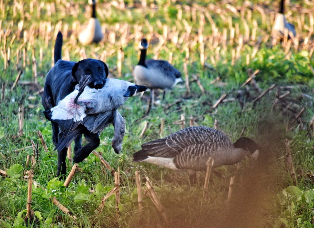 Guided Ontario Canada Goose Hunt APEX Waterfowling USHuntList