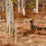 Getducks.com RUSSIA CAPERCAILLIE HUNTING