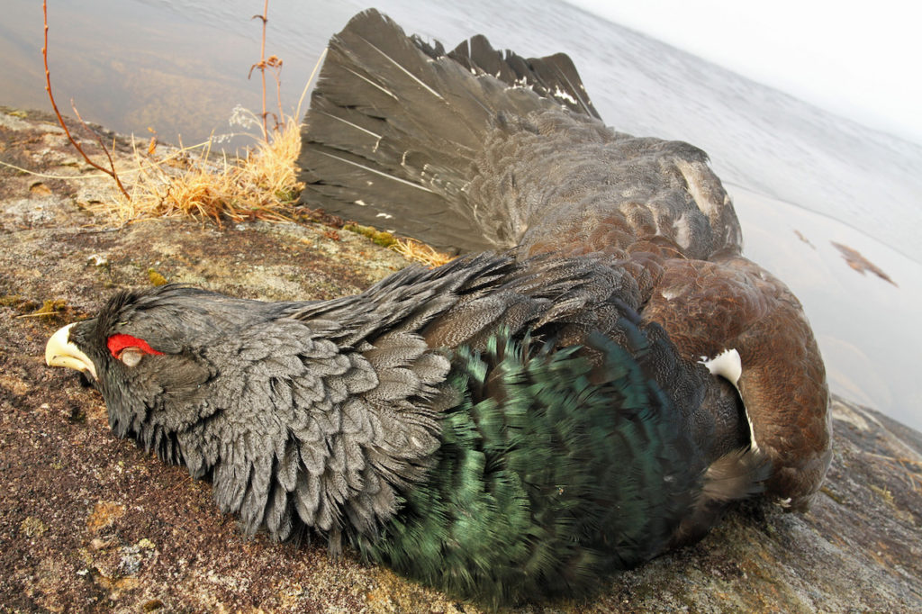 RUSSIA CAPERCAILLIE HUNTING