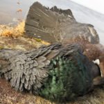 Getducks.com RUSSIA CAPERCAILLIE HUNTING