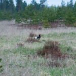 Getducks.com RUSSIA CAPERCAILLIE HUNTING