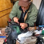 Getducks.com RUSSIA CAPERCAILLIE HUNTING