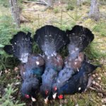 Getducks.com RUSSIA CAPERCAILLIE HUNTING