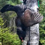 Getducks.com RUSSIA CAPERCAILLIE HUNTING