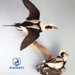 sale Kanati Waterfowl Taxidermy