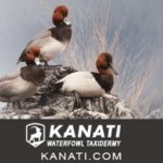 KANATI WATERFOWL TAXIDERMY KANATI WATERFOWL TAXIDERMY
