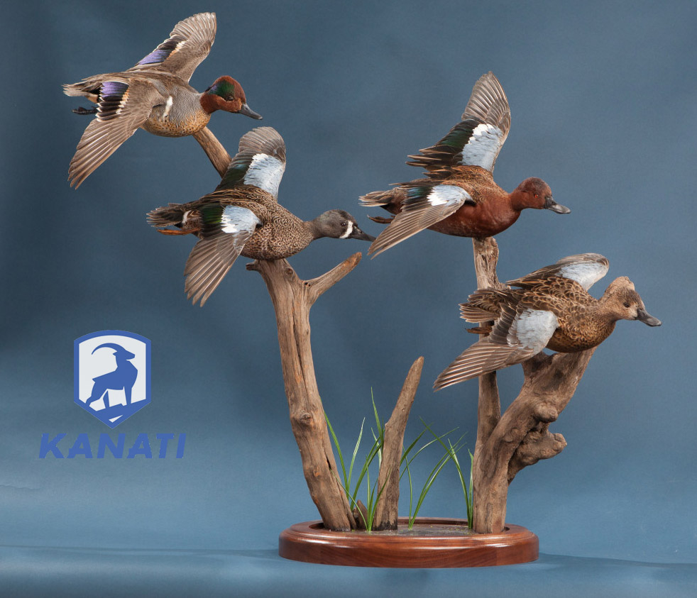 Mexico DUCK HUNTING TAXIDERMY