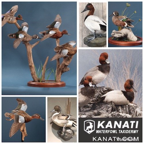 MEXICO WATERFOWL TAXIDERMY