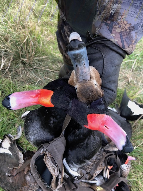 Las Flores argentina duck hunt testimonial