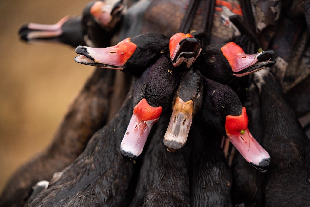 argentina duck hunting las flores testimonial