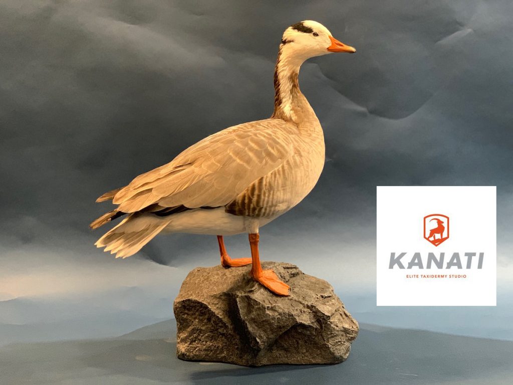 waterfowl taxidermy