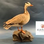 KANATI TAXIDERMY