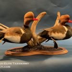 Red Crested Pochard