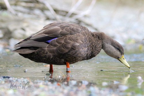 american black duck