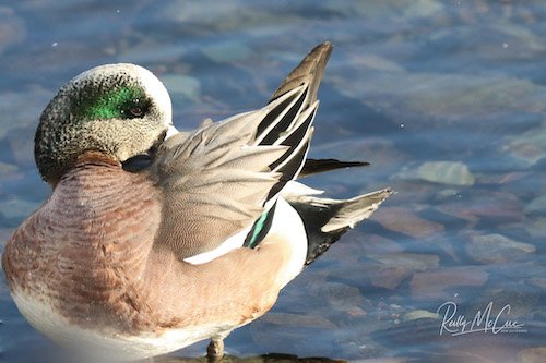 American Wigeon