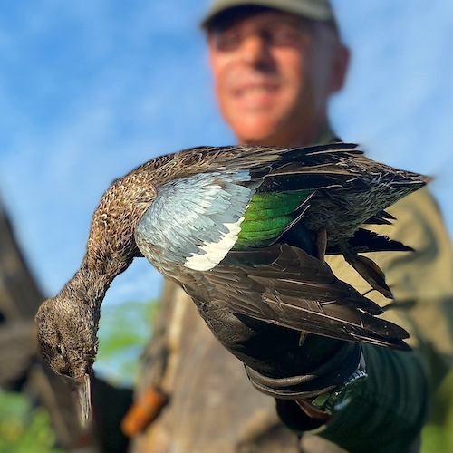 BLUE WINGED TEAL