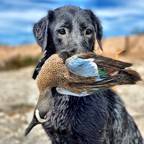 bluewinged teal