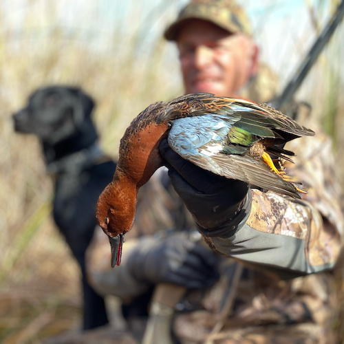 CINNAMON TEAL