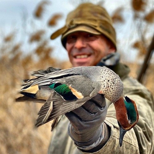 EURASIAN GREENWINGED TEAL