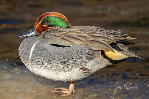 GREEN-WINGED TEAL