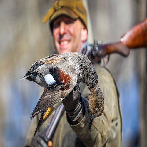 GADWALL