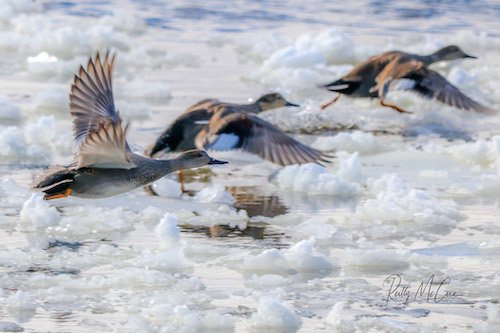 GADWALL