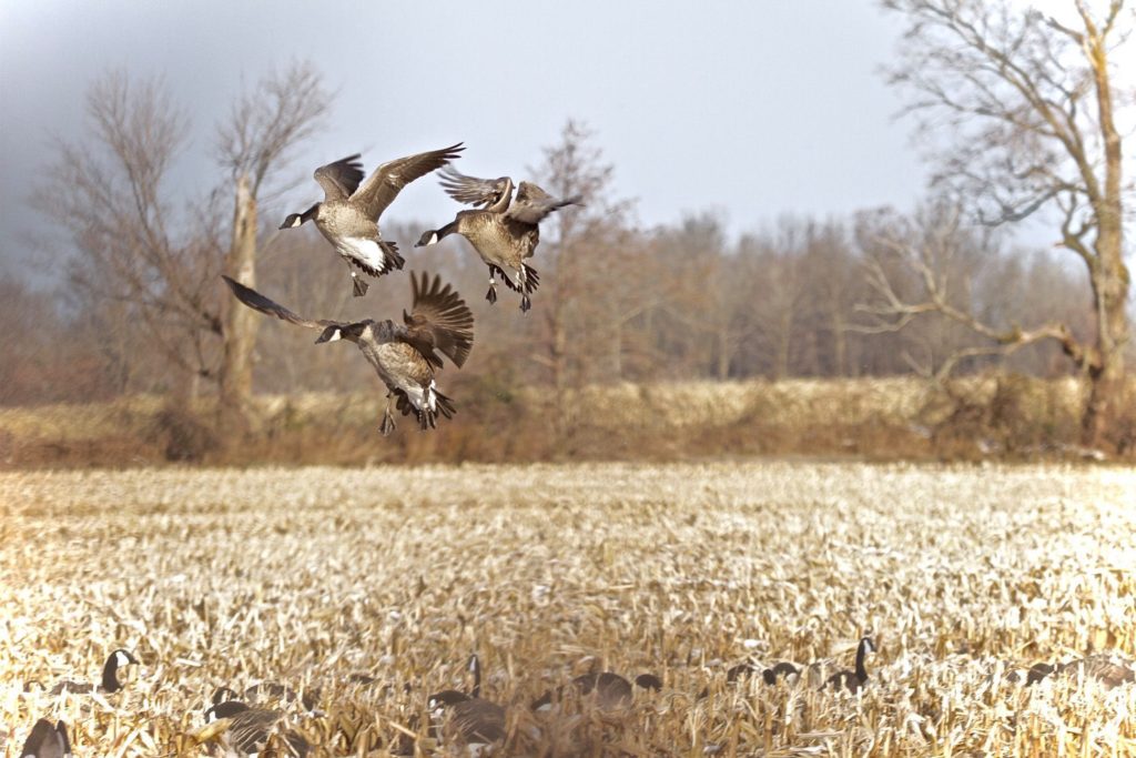 The Other Guys Outfitters Nebraska Combo Duck and Canada Goose