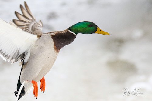 MALLARD