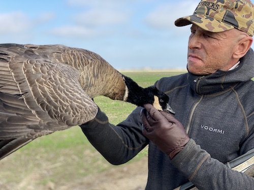 Aleutian cackling goose