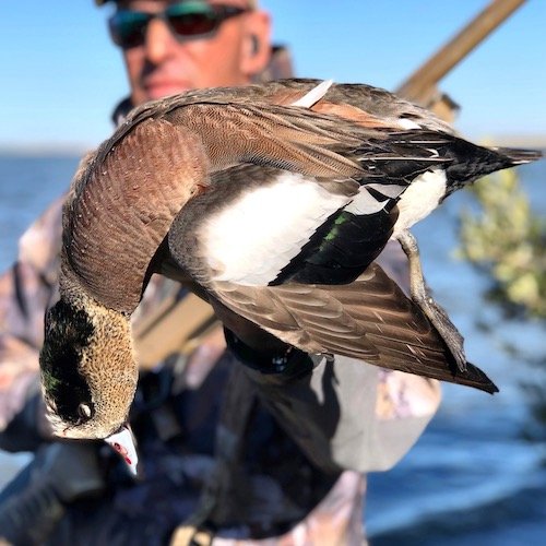 AMERICAN WIGEON