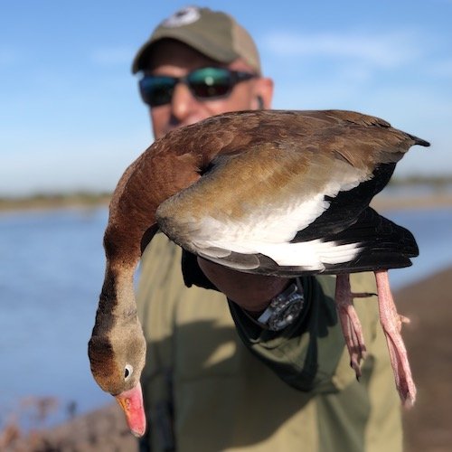 black bellied whistling duck