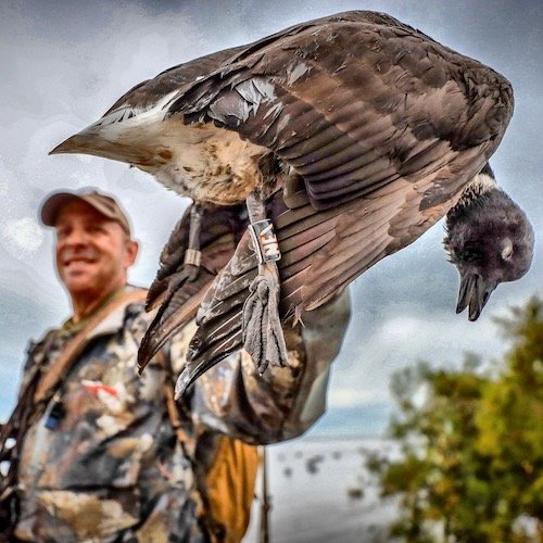 Pacific Brant