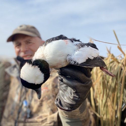 bufflehead