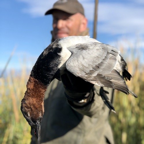 canvasback