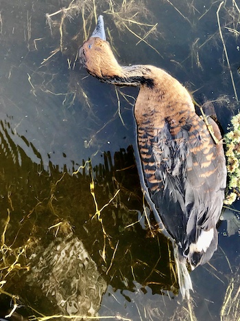 fulvous whistling duck