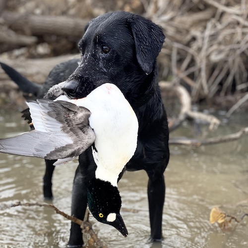 common goldeneye