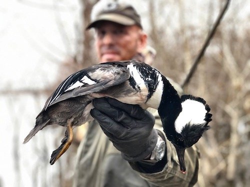 hooded merganser