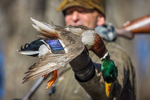 MALLARD