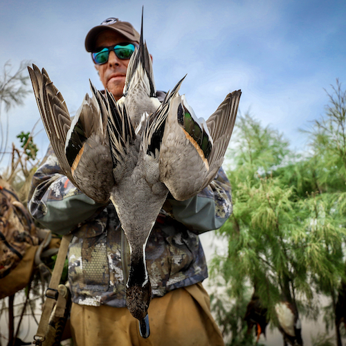 Northern Pintail Species Info & Hunting - Page 2 of 2 - Ramsey Russell's