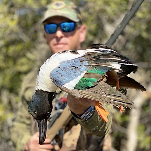 northern shoveler