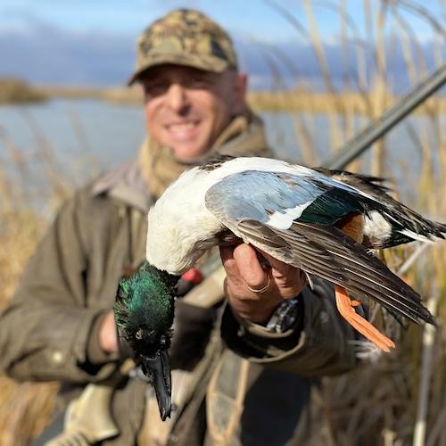 northern shoveler