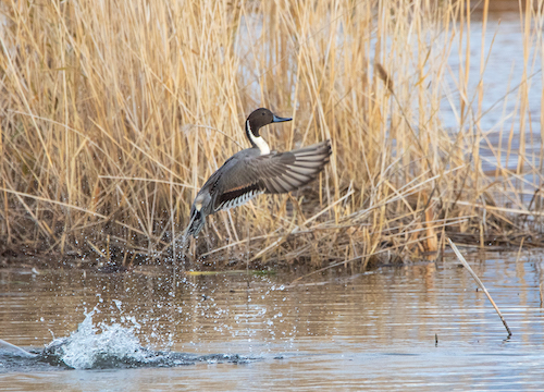 northern pintail